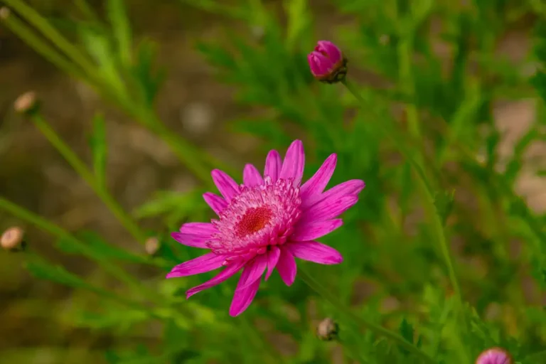 huchuy-qosqo-flora